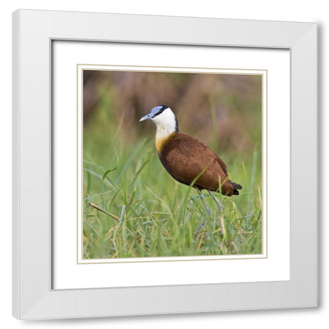 Kenya Close-up of jacana bird in grass White Modern Wood Framed Art Print with Double Matting by Williams, Joanne