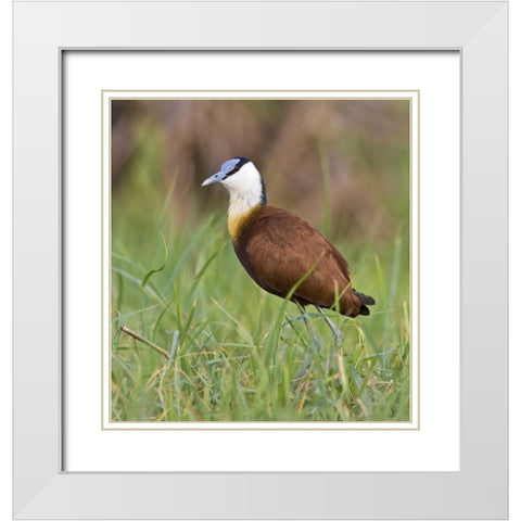Kenya Close-up of jacana bird in grass White Modern Wood Framed Art Print with Double Matting by Williams, Joanne