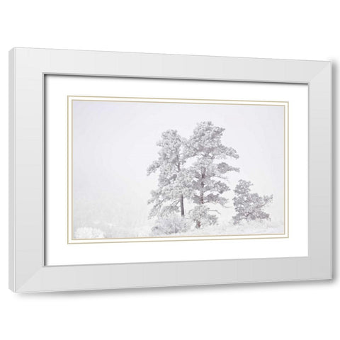 CO, Ute Pass Hoarfrost coats vegetation White Modern Wood Framed Art Print with Double Matting by Grall, Don