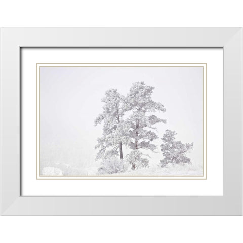CO, Ute Pass Hoarfrost coats vegetation White Modern Wood Framed Art Print with Double Matting by Grall, Don