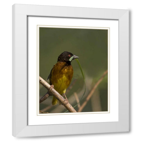 Kenya Brown-capped weaver bird and nest material White Modern Wood Framed Art Print with Double Matting by Williams, Joanne