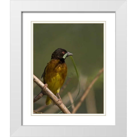 Kenya Brown-capped weaver bird and nest material White Modern Wood Framed Art Print with Double Matting by Williams, Joanne