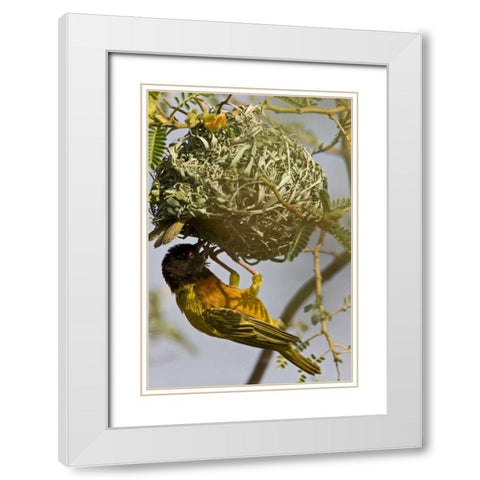 Kenya Brown-capped weaver bird building nest White Modern Wood Framed Art Print with Double Matting by Williams, Joanne