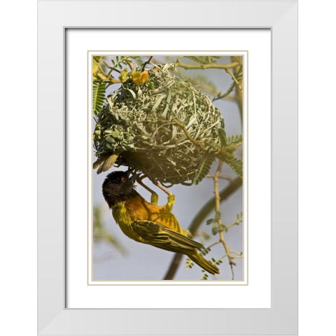 Kenya Brown-capped weaver bird building nest White Modern Wood Framed Art Print with Double Matting by Williams, Joanne