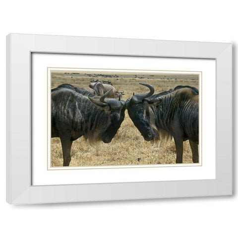 Kenya Two wildebeest begin confrontation White Modern Wood Framed Art Print with Double Matting by Williams, Joanne