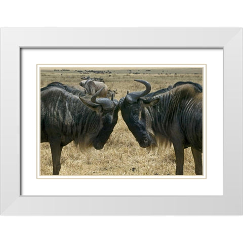 Kenya Two wildebeest begin confrontation White Modern Wood Framed Art Print with Double Matting by Williams, Joanne