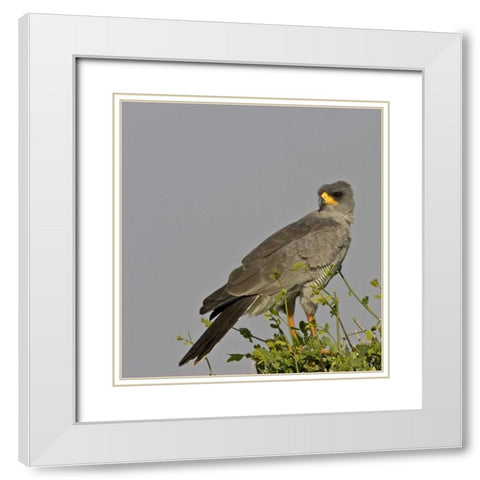 Kenya Close-up of Chanting Goshawk on bush White Modern Wood Framed Art Print with Double Matting by Williams, Joanne