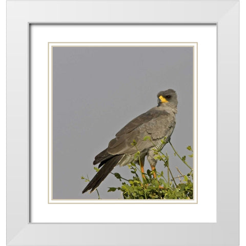 Kenya Close-up of Chanting Goshawk on bush White Modern Wood Framed Art Print with Double Matting by Williams, Joanne