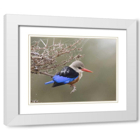 Kenya Gray-headed kingfisher perched on limb White Modern Wood Framed Art Print with Double Matting by Williams, Joanne