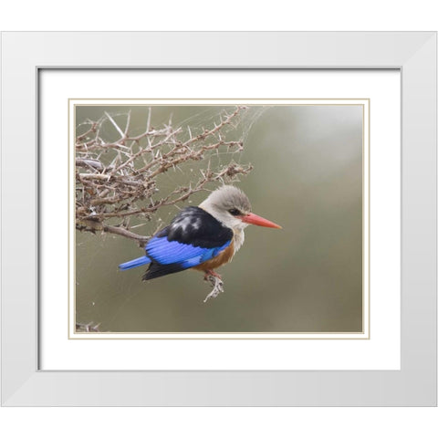 Kenya Gray-headed kingfisher perched on limb White Modern Wood Framed Art Print with Double Matting by Williams, Joanne