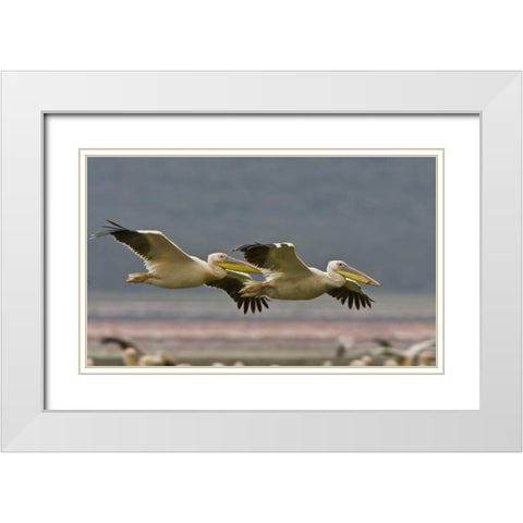 Kenya Pair of great white pelicans gliding White Modern Wood Framed Art Print with Double Matting by Williams, Joanne