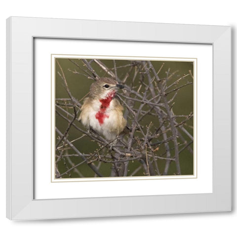 Kenya Rosy-patched bushshrike bird on tree limbs White Modern Wood Framed Art Print with Double Matting by Williams, Joanne