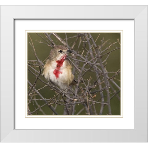 Kenya Rosy-patched bushshrike bird on tree limbs White Modern Wood Framed Art Print with Double Matting by Williams, Joanne