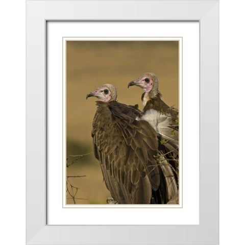 Kenya Profile of two lappet-faced vultures White Modern Wood Framed Art Print with Double Matting by Williams, Joanne