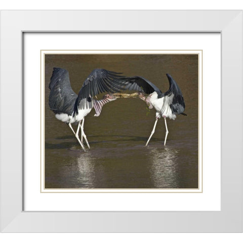 Kenya Marabou storks with nesting material White Modern Wood Framed Art Print with Double Matting by Williams, Joanne
