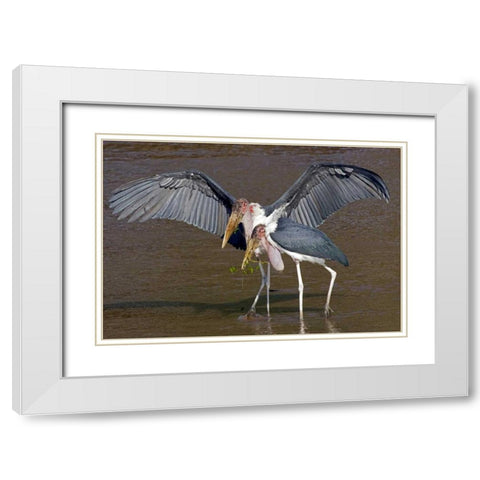Kenya Pair of marabou storks in shallow water White Modern Wood Framed Art Print with Double Matting by Williams, Joanne