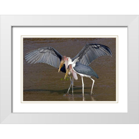 Kenya Pair of marabou storks in shallow water White Modern Wood Framed Art Print with Double Matting by Williams, Joanne