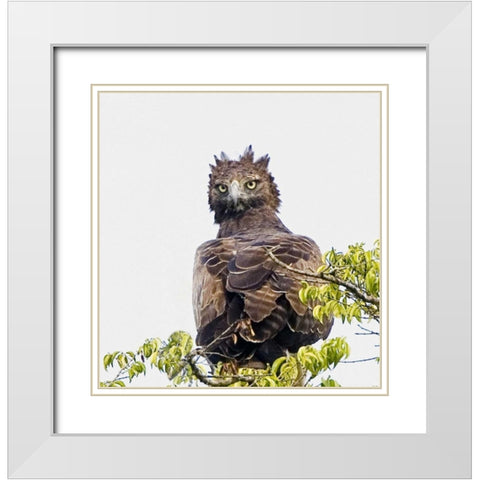 Kenya Martial eagle perched on tree limb White Modern Wood Framed Art Print with Double Matting by Williams, Joanne