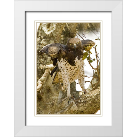 Kenya Martial eagle standing on tree limb White Modern Wood Framed Art Print with Double Matting by Williams, Joanne