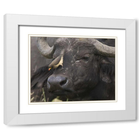 Kenya Oxpecker bird on nose of water buffalo White Modern Wood Framed Art Print with Double Matting by Williams, Joanne