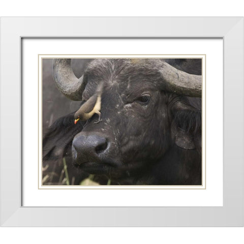 Kenya Oxpecker bird on nose of water buffalo White Modern Wood Framed Art Print with Double Matting by Williams, Joanne
