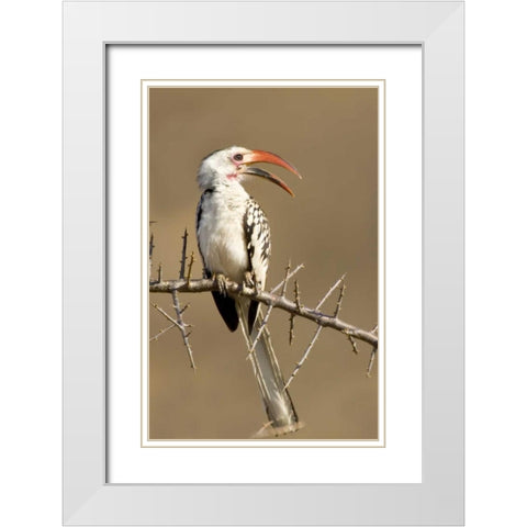 Kenya Red-billed hornbill bird on thorny tree White Modern Wood Framed Art Print with Double Matting by Williams, Joanne