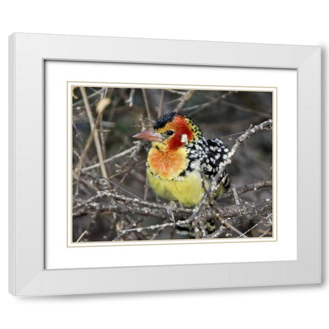 Kenya Red and yellow barbet perched on tree limb White Modern Wood Framed Art Print with Double Matting by Williams, Joanne