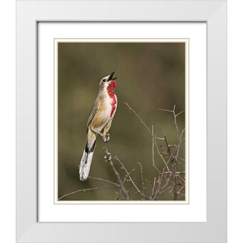 Kenya Singing rosy-patched bushshrike bird White Modern Wood Framed Art Print with Double Matting by Williams, Joanne