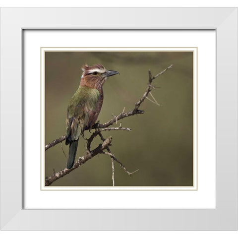 Kenya Rufous-crowned roller bird on limb White Modern Wood Framed Art Print with Double Matting by Williams, Joanne