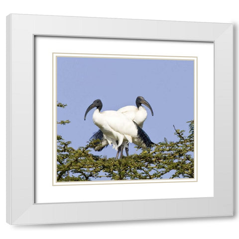 Kenya Pair of sacred ibis birds stand on limbs White Modern Wood Framed Art Print with Double Matting by Williams, Joanne