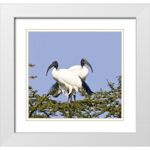Kenya Pair of sacred ibis birds stand on limbs White Modern Wood Framed Art Print with Double Matting by Williams, Joanne