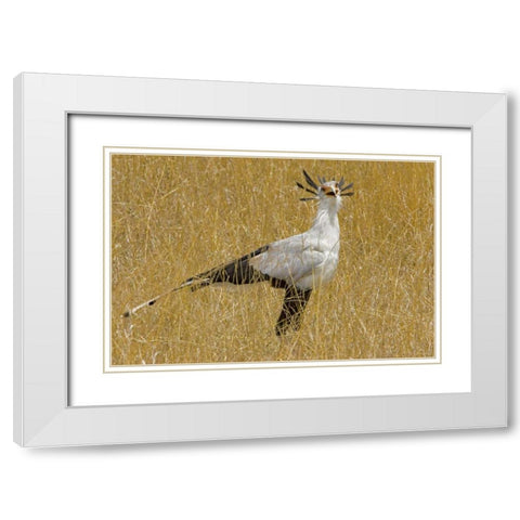 Kenya Secretary bird in tall grass White Modern Wood Framed Art Print with Double Matting by Williams, Joanne