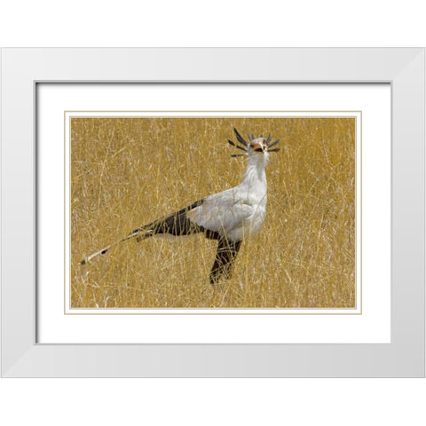 Kenya Secretary bird in tall grass White Modern Wood Framed Art Print with Double Matting by Williams, Joanne