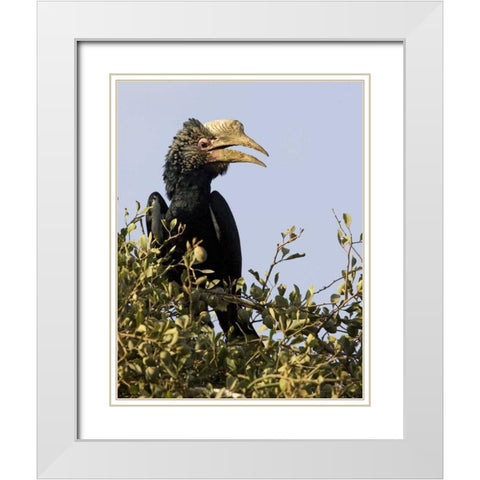 Kenya Silvery-cheeked hornbill bird in tree White Modern Wood Framed Art Print with Double Matting by Williams, Joanne