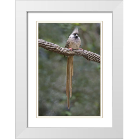 Kenya Speckled mousebird sits on tree limb White Modern Wood Framed Art Print with Double Matting by Williams, Joanne