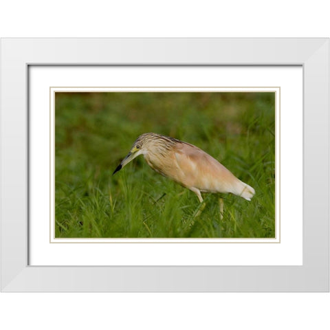 Kenya Squacco heron bird in green grass White Modern Wood Framed Art Print with Double Matting by Williams, Joanne