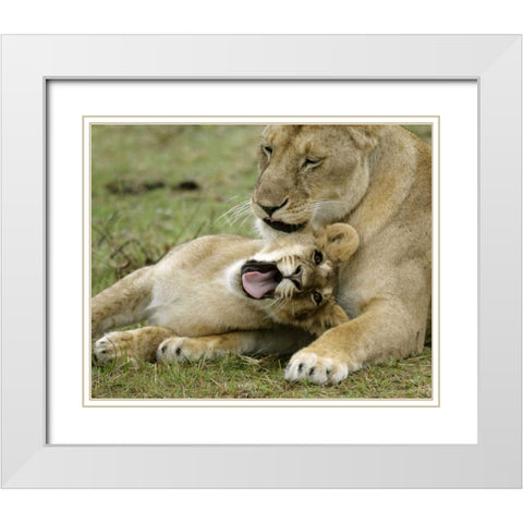Kenya, Masai Mara, African lioness with cub White Modern Wood Framed Art Print with Double Matting by Morris, Arthur