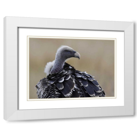 Kenya, Masai Mara Ruppells griffon vulture White Modern Wood Framed Art Print with Double Matting by Morris, Arthur