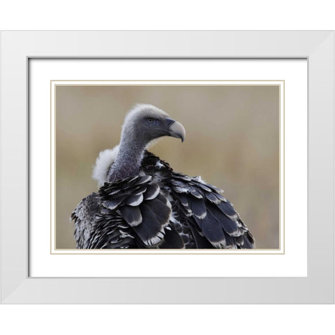 Kenya, Masai Mara Ruppells griffon vulture White Modern Wood Framed Art Print with Double Matting by Morris, Arthur