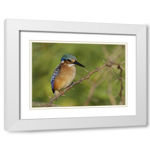 Kenya, Lake Baringo Pygmy kingfisher perched White Modern Wood Framed Art Print with Double Matting by Morris, Arthur