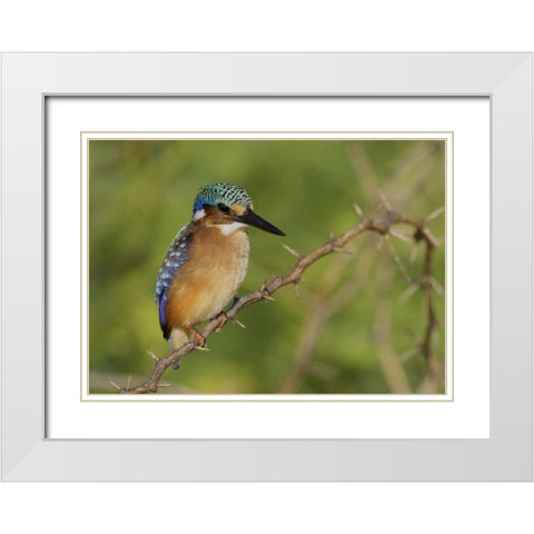 Kenya, Lake Baringo Pygmy kingfisher perched White Modern Wood Framed Art Print with Double Matting by Morris, Arthur