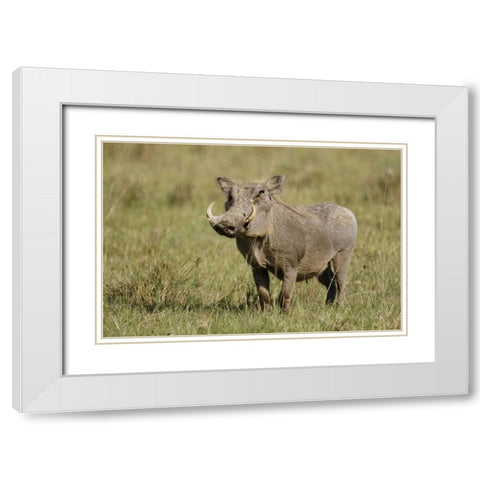 Kenya, Nakuru NP Warthog in standing pose White Modern Wood Framed Art Print with Double Matting by Morris, Arthur