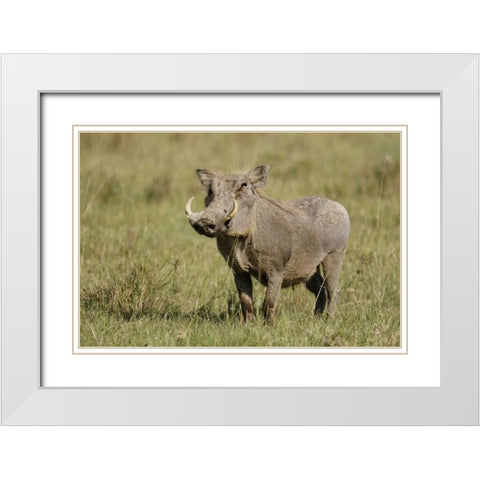 Kenya, Nakuru NP Warthog in standing pose White Modern Wood Framed Art Print with Double Matting by Morris, Arthur