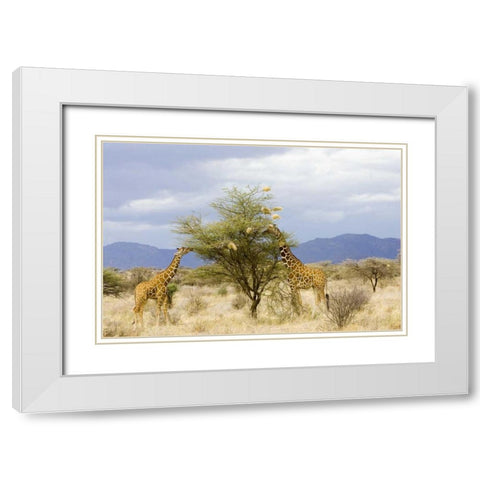 Kenya Two giraffes eat leaves off tree White Modern Wood Framed Art Print with Double Matting by Williams, Joanne
