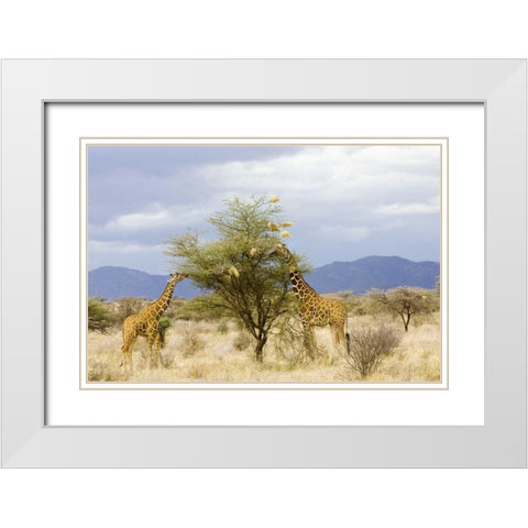 Kenya Two giraffes eat leaves off tree White Modern Wood Framed Art Print with Double Matting by Williams, Joanne