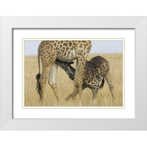 Kenya, Masai Mara Baby Masai giraffe nursing White Modern Wood Framed Art Print with Double Matting by Williams, Joanne