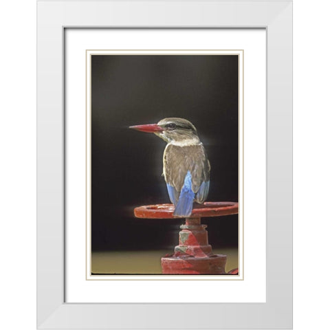 Kenya Brown-headed kingfisher on a valve wheel White Modern Wood Framed Art Print with Double Matting by Williams, Joanne
