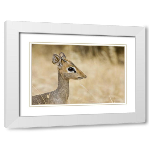 Kenya Profile of dik dik White Modern Wood Framed Art Print with Double Matting by Williams, Joanne