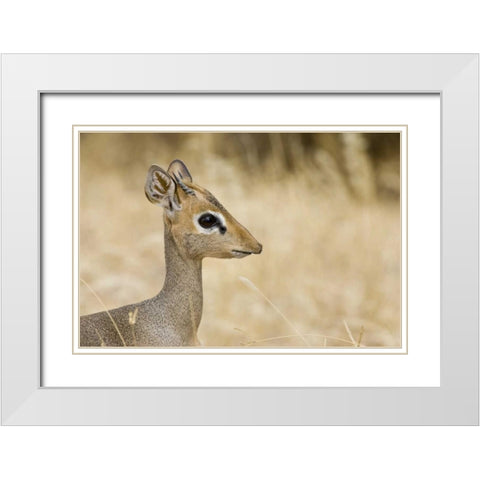 Kenya Profile of dik dik White Modern Wood Framed Art Print with Double Matting by Williams, Joanne