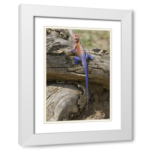 Kenya Colorful African lizard on log White Modern Wood Framed Art Print with Double Matting by Williams, Joanne